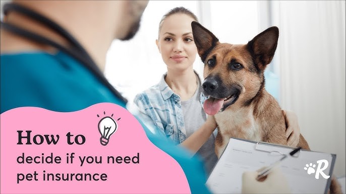 Making Pet Insurance a Smart Investment